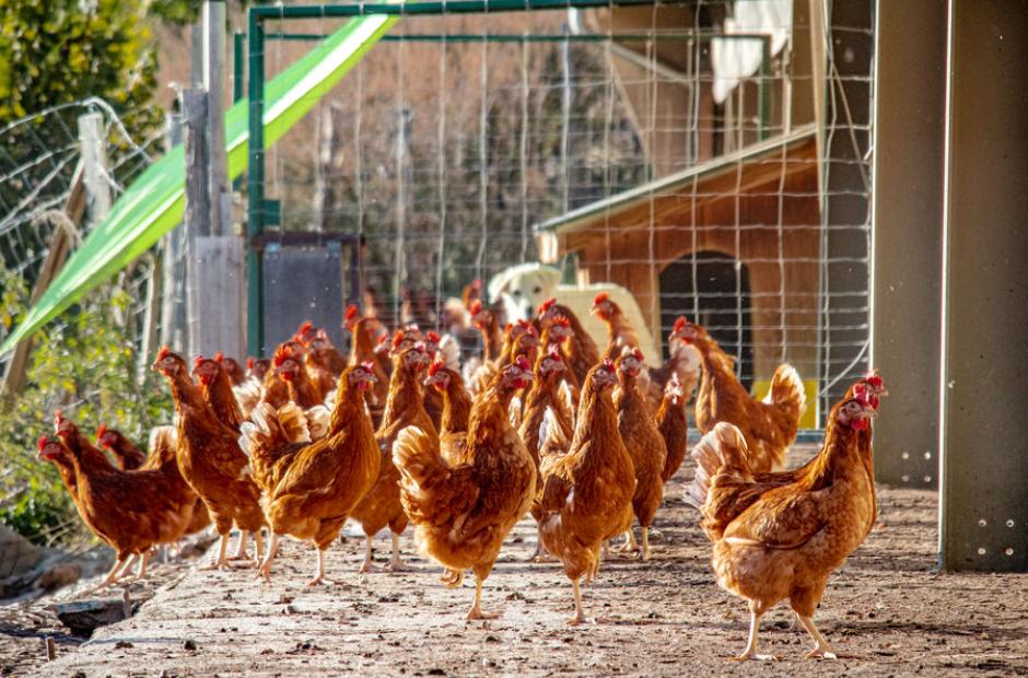 Les Si Belles Poulettes Les Si Belles Poulettes