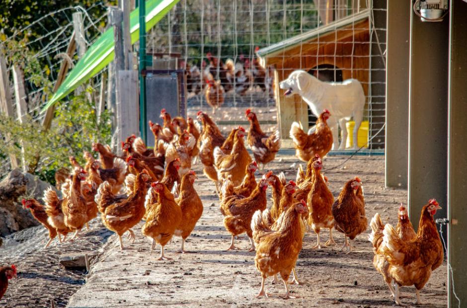 Les Si Belles Poulettes Les Si Belles Poulettes