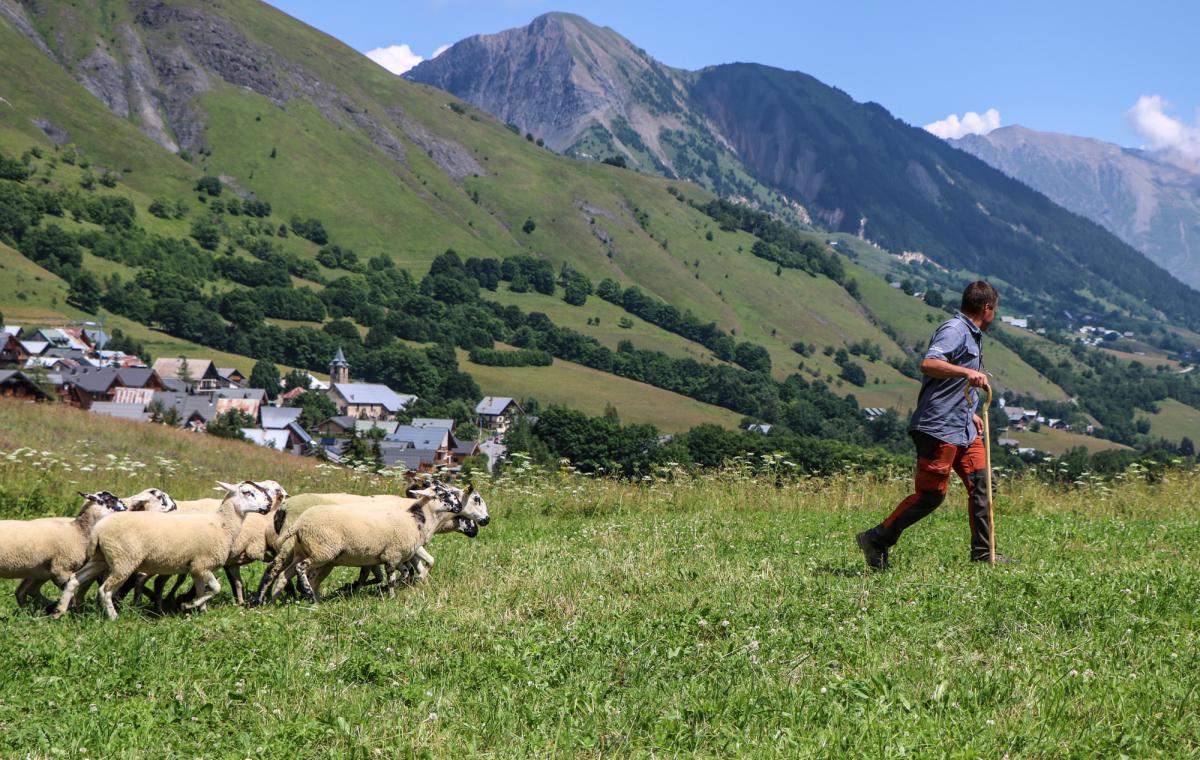 Berger, moutons et village Saint Sorlin d'Arves été