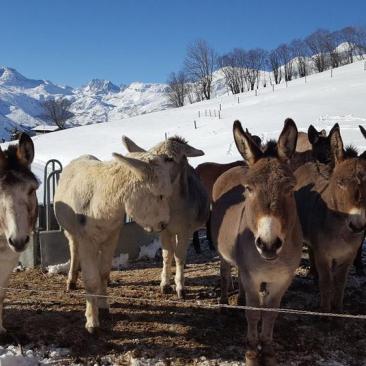 Location d'âne - Visuel hiver