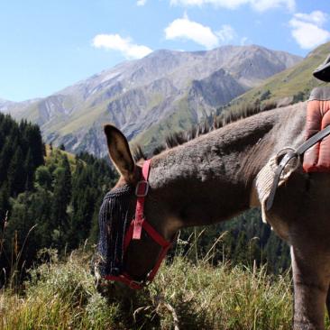 Ânes en montagne - Balade dans la fôret