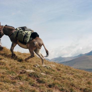 Anes en montagne - Ane dans les alpages