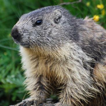 petit dej face aux marmottes - petit dej face aux marmottes