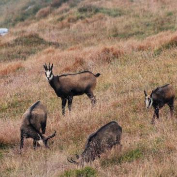 Observation chamois - 