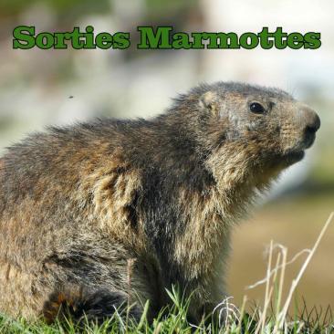 sortie marmottes - marmotte