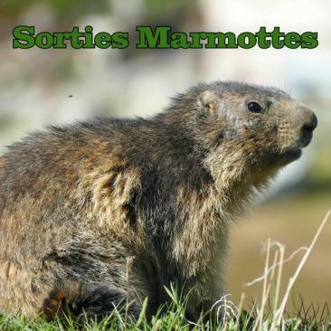 Sortie marmottes - 