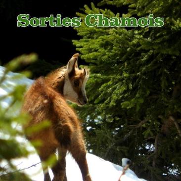 Sorties encadrées chamois - 