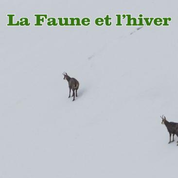 La Faune et l'Hiver