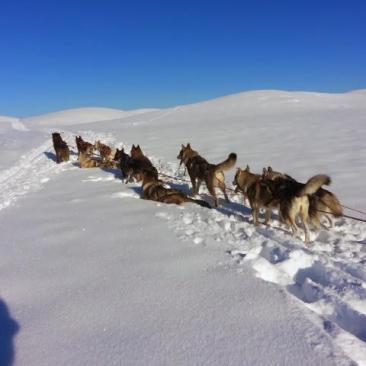 Balade en chiens de traineaux - 