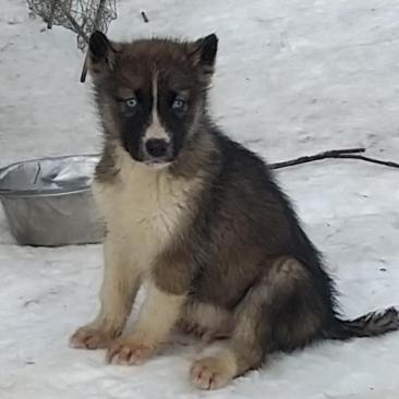 Cani-balade avec chiens de traineau - 
