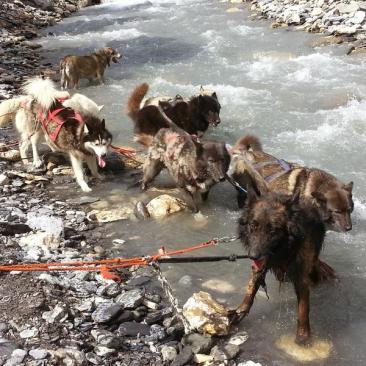 Cani-balade avec chiens de traineau - 