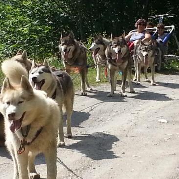 Karting chiens de traineau_Saint-Sorlin-d'Arves - Karting chiens de traineau