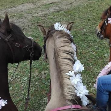 Balade à poney - 