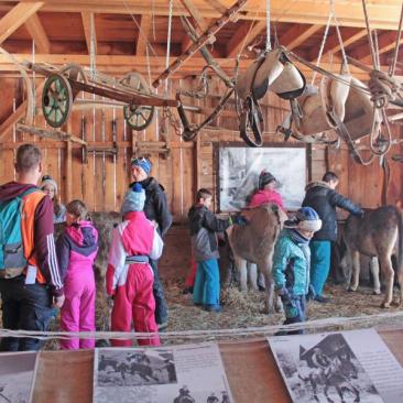 Visite groupe - Ferme des ânes - Visite groupe - Ferme des ânes