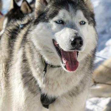 Chien de traîneau_Saint-Sorlin-d'Arves - Chien de traîneau_Saint-Sorlin-d'Arves