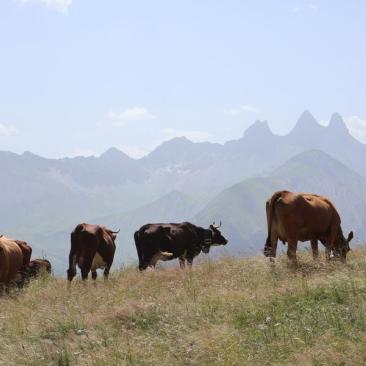Vaches en alpage